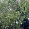 В парке Уфы на пожилых женщин рухнула ветка дерева