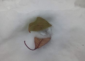 Морозы до -30 ударят на севере Амурской области