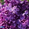 Вы шутите? Уголовная ответственность за сорванную сирень