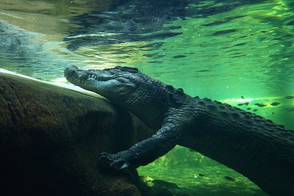 Крокодил попытался утащить ловившего рыбу мальчика