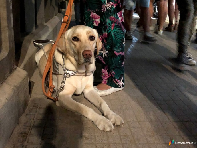 В Госдуму внесли законопроект о контроле разведения домашних животных В Госдуму внесли законопроект о контроле разведения домашних животных