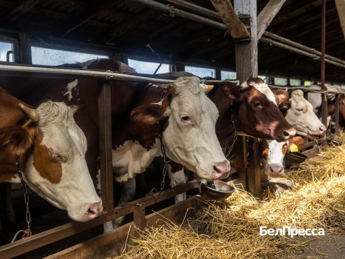 Лакомство для Марты и Светы. Ракитянский фермер держит коров симментальской породы