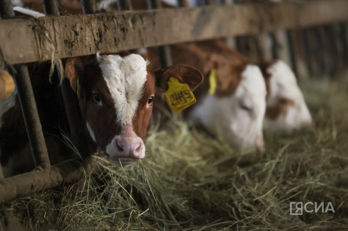 В хозяйствах Якутии на зимовке находятся более 153 тысяч голов КРС