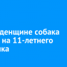 Во Введенщине собака напала на 11-летнего мальчика