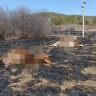 В районе Башкирии несколько коров убило током