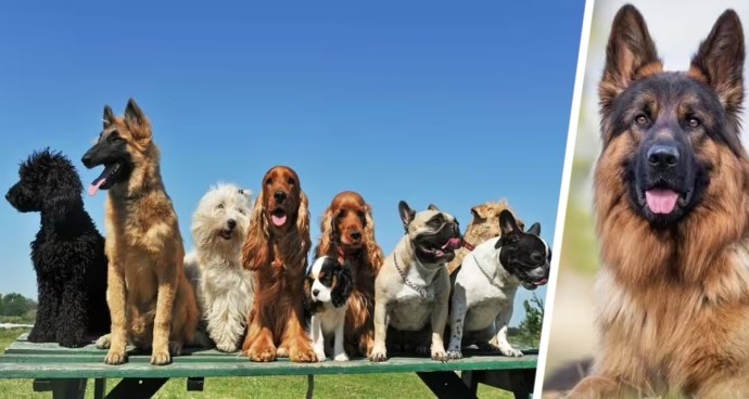 «Тревога в Гоа»: опасный вирус угрожает собакам, что нужно знать туристам с питомцами «Тревога в Гоа»: опасный вирус угрожает собакам, что нужно знать туристам с питомцами