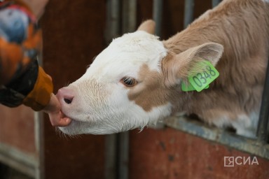 Финансирование сельского хозяйства в Якутии останется на прежнем уровне