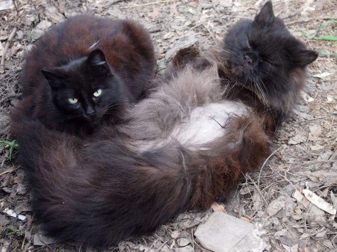 Даты определены: обязательная маркировка кошек вводится в России