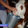 Своё молочное дело. Как валуйчанка распорядилась средствами социального контракта