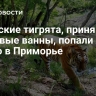Амурские тигрята, принявшие грязевые ванны, попали на видео в Приморье