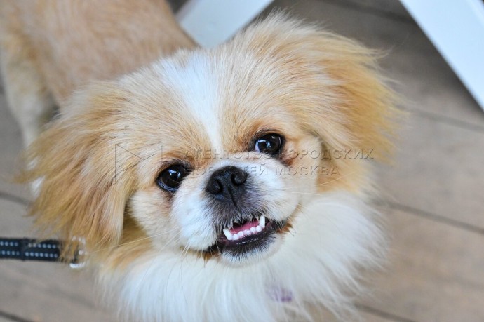 Правила содержания и выгула домашних животных обновили в столице Правила содержания и выгула домашних животных обновили в столице