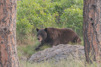 Двое мужчин отбились от напавшего на них в горах медведя Двое мужчин отбились от напавшего на них в горах медведя