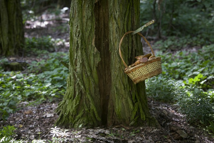 46% грибников «почти всегда» могут отличить съедобный гриб от ядовитого 46% грибников «почти всегда» могут отличить съедобный гриб от ядовитого