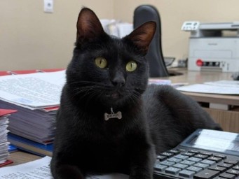 Кота-талисмана офиса Веню украли во Владивостоке