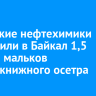 Ангарские нефтехимики выпустили в Байкал 1,5 тысячи мальков краснокнижного осетра