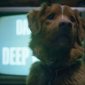 Фильм «Глазами пса»: с собакой всё в порядке!