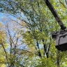 В Благовещенском округе у школ и детсадов убирают аварийные деревья