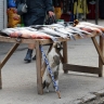 Сколько стоит популярная астраханская рыба 
