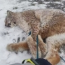 В Башкирии по факту нападения рыси на ребенка возбудили уголовное дело