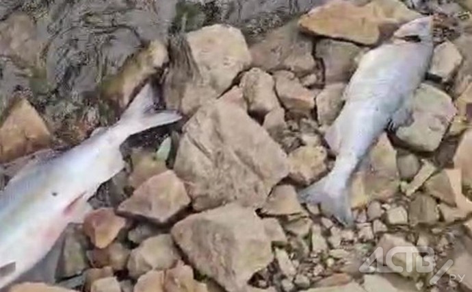 Почти 2,5 тысячи лососей погибло в сахалинской реке в аномальную жару - учёные Почти 2,5 тысячи лососей погибло в сахалинской реке в аномальную жару - учёные