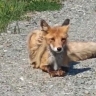 Уставшая от жары лисичка вышла к людям на Сахалине