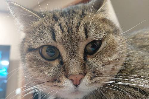 Овнов поразит заразный недуг, все содеянное обернется против Скорпионов