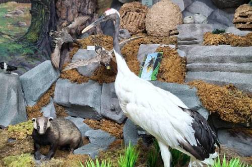 Погибший в пожаре в Приамурье журавль Кивили стал экспонатом музея ДальГАУ