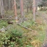 Петербургских диких кабанов возвращают в лес