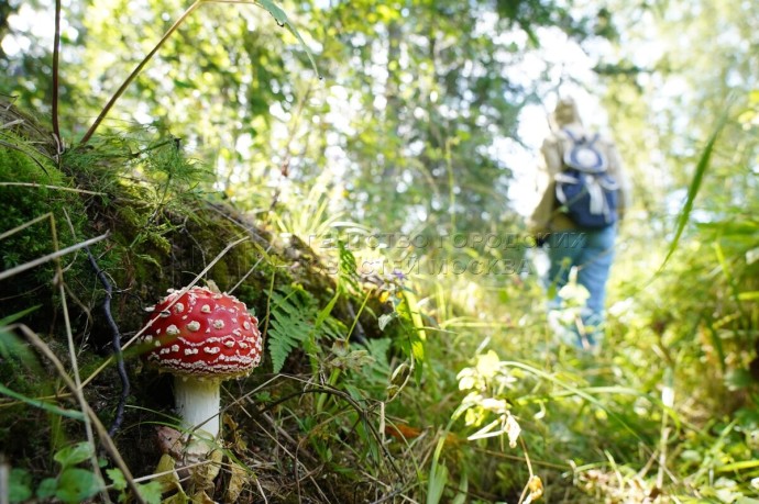 Спасатели за выходные вывели из лесов Подмосковья четырех грибников Спасатели за выходные вывели из лесов Подмосковья четырех грибников