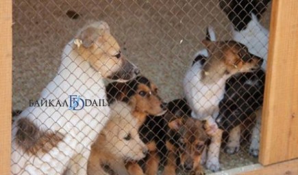 В Улан-Удэ за день поймали пять безнадзорных собак
