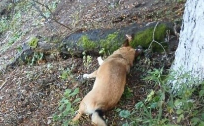 На Дальнем Востоке мужчина швырнул собаку из окна, возбуждено уголовное дело