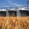 Башкирия увеличила продажи зерна на внутреннем рынке