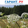 Рослесхоз установил перечень опасных для лесов видов инвазивных растений