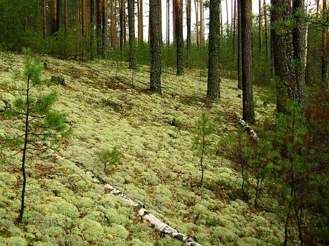 Мордовский заповедник и национальный парк «Смольный» ждут гостей на Дни открытых дверей