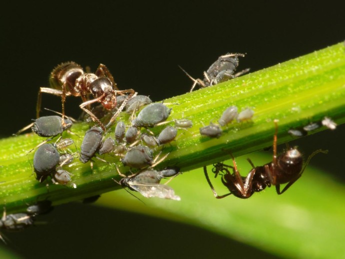 Останутся без муравьёв: популяция  этих насекомых стремительно сокращается