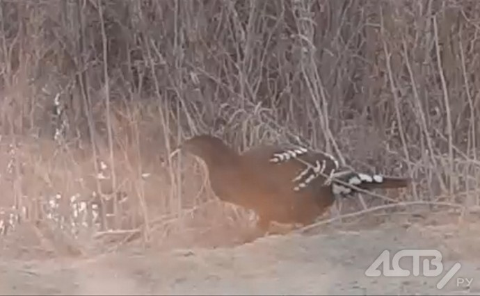 В Смирныховском районе редкая птица попала в объектив местных жителей