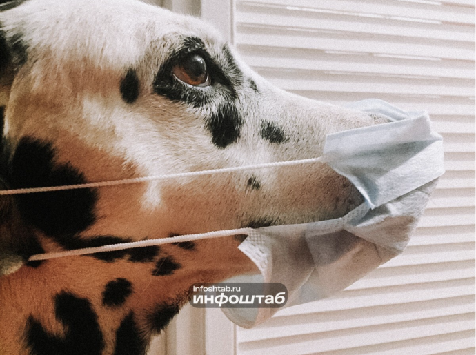 В одном из микрорайонов Астрахани введен карантин по бешенству