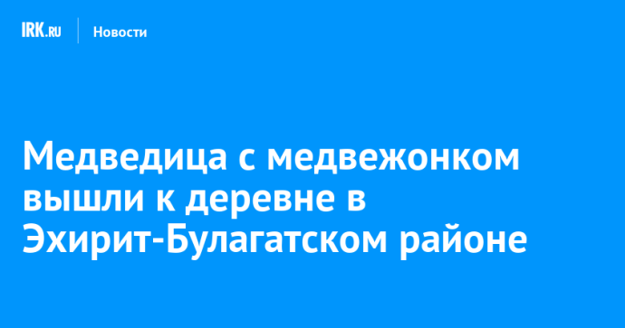 Медведица с медвежонком вышли к деревне в Эхирит-Булагатском районе Медведица с медвежонком вышли к деревне в Эхирит-Булагатском районе