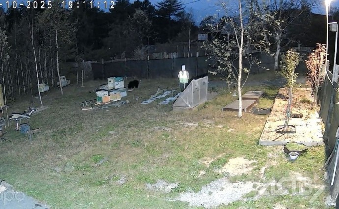 Медведи вновь вернулись во Вторую Падь: жители боятся выходить из домов