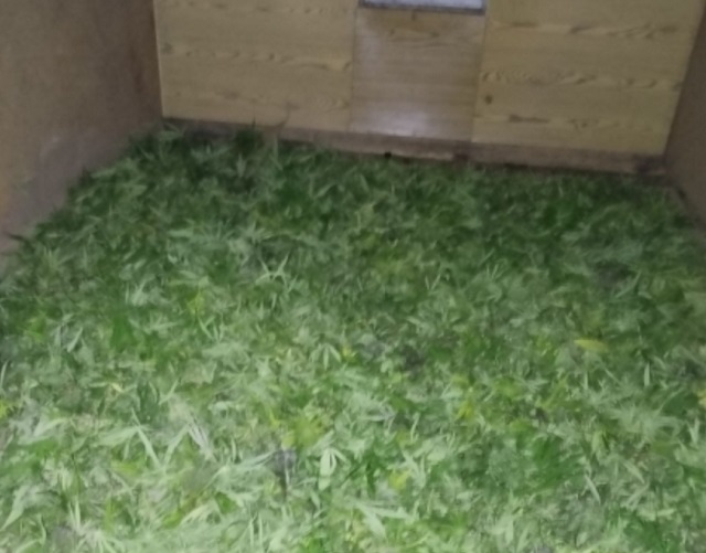 В Мордовии наркоагроном прятал на заброшенной даче более 2 кг марихуаны В Мордовии наркоагроном прятал на заброшенной даче более 2 кг марихуаны