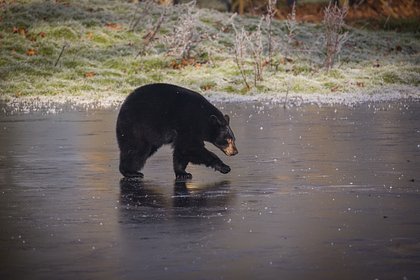 Турист-одиночка отправил родным фотографию медведя и пропал Турист-одиночка отправил родным фотографию медведя и пропал