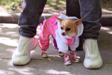 Психолог Аганина посоветовала смотреть видео с животными для снижения стресса