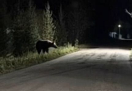 Медведи выходят к домам в поселках Ярославской области Медведи выходят к домам в поселках Ярославской области