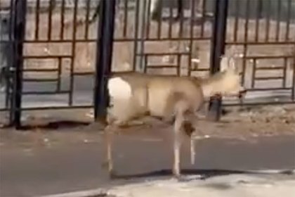 Косуля устроила забег в центре российского города