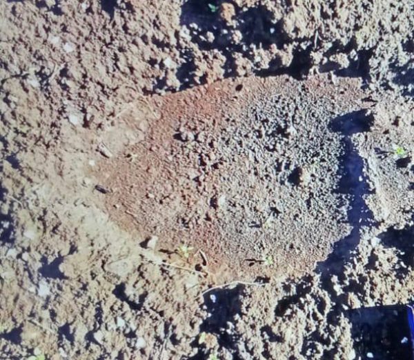 В Иркутской области медведь напал на домашнюю собаку В Иркутской области медведь напал на домашнюю собаку