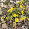 За половину марта в Великом Новгороде обновились сразу два температурных рекорда