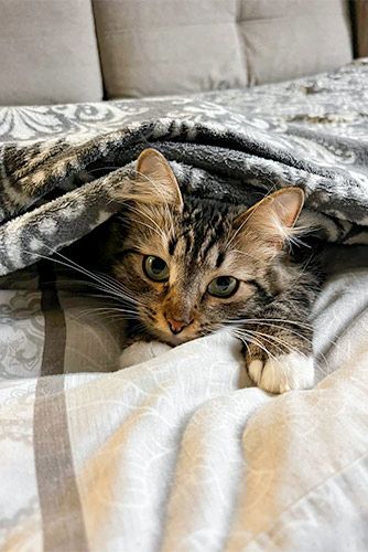 Около 200 животных из городских приютов нашли хозяев на выставках-пристройствах с начала года Около 200 животных из городских приютов нашли хозяев на выставках-пристройствах с начала года