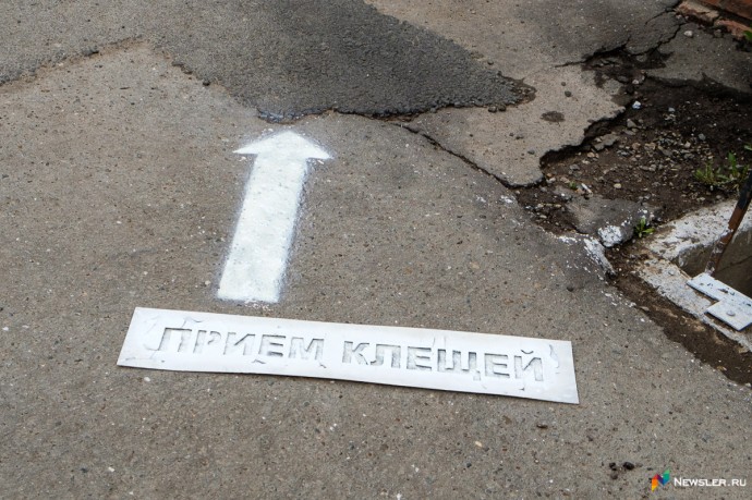 Кировчанин заразился клещевым боррелиозом
