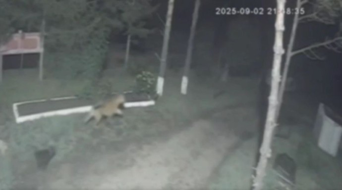 Тигр утащил сторожевого пса в Приморье Тигр утащил сторожевого пса в Приморье