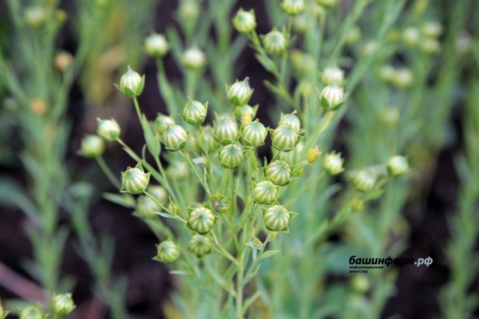 Аграрии получат дополнительную поддержку на научно-технические проекты Аграрии получат дополнительную поддержку на научно-технические проекты